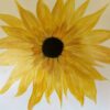 Sunny Days - Image 2